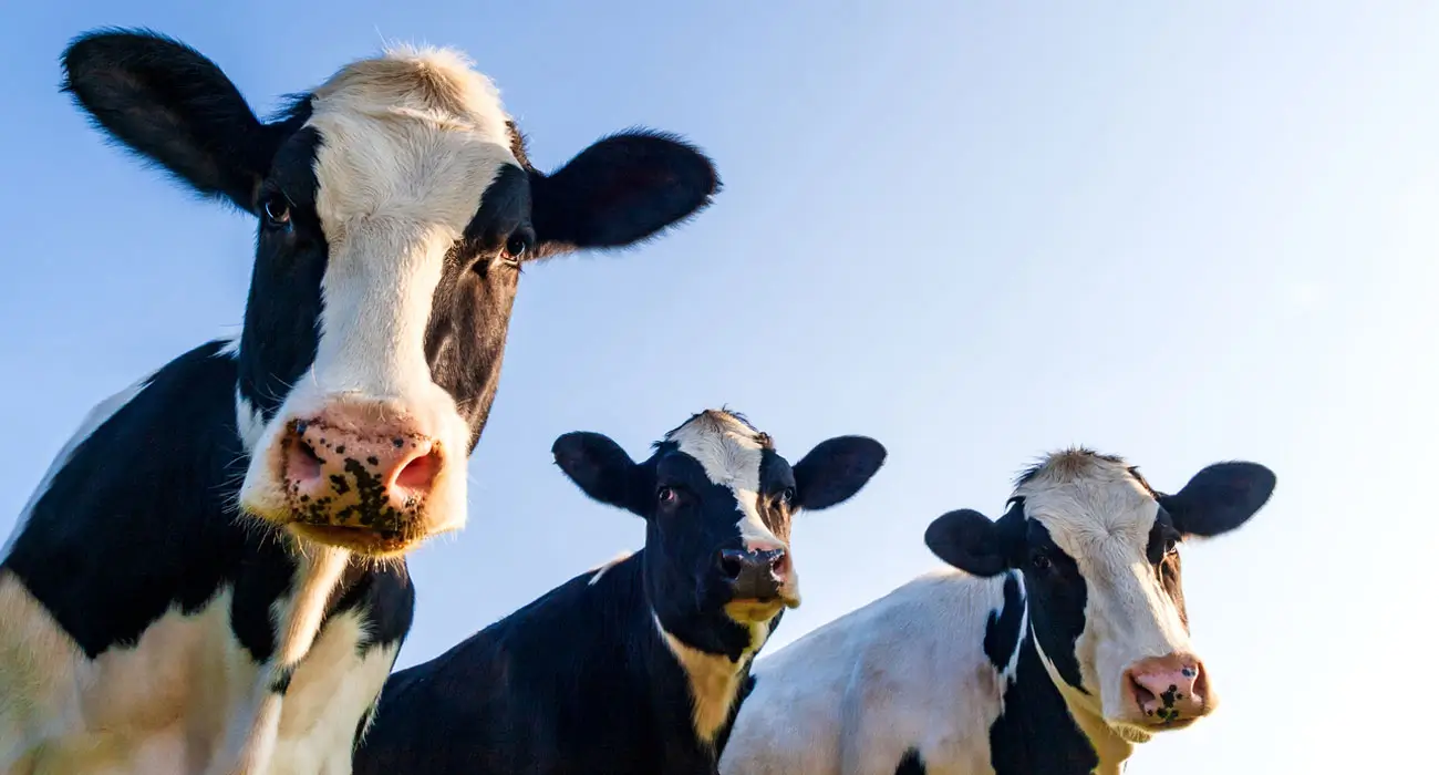 Discovering what matters most